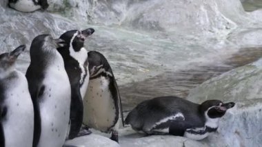 Hayvanat bahçesinde penguen miyon oyunları. Bir kadına bakan erkek