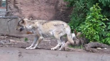 Kurt hayvanat bahçesindeki kuştan geçiyor. Hayvanların bahar dökülmesi