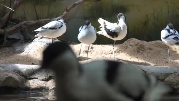 Рекурлітестра Вуссетта Чорно Білі Птахи Стоять Одній Лапі Купаючись Сонці — стокове відео