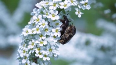 Mayıs böcek bir çift (chafer, cockchafer, böcek) çiçekli bir çalı bir dalı üzerinde yavru üretmek. Miyelik oyunları. Yavaş çekim