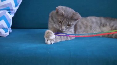 Sevimli gri kedi mavi bir kanepe yavaş hareket üzerinde yatan bir ip ile oynar
