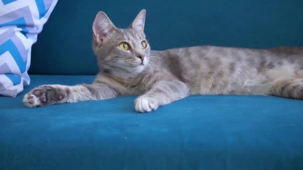 Niedliche Graue Katze Schaut Ängstlich Auf Einem Blauen Sofa Liegend — Stockvideo