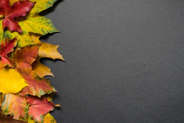 Граница ярких цветных осенних листьев Лицензионные Стоковые Изображения
