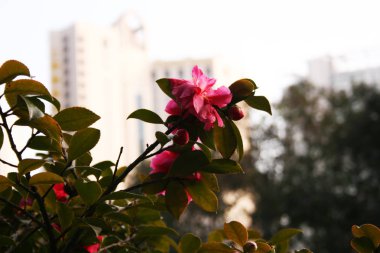 Bir çalı makro pembe çiçek çiçekler