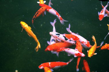 Çin Çin antik tapınak geleneksel mimari