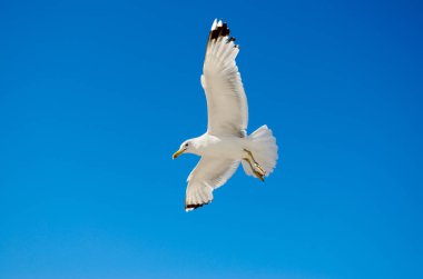 Beyaz martı karşı mavi gökyüzü uçan.