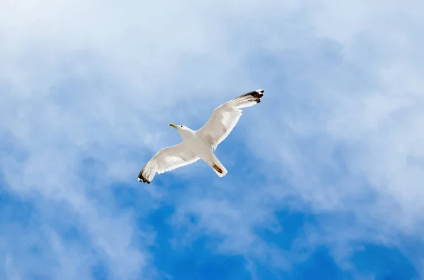 Weiße Möwe Fliegt Gegen Den Blauen Himmel — Stockfoto