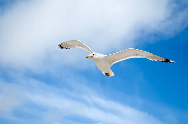 Weiße Möwe Fliegt Gegen Den Blauen Himmel — Stockfoto