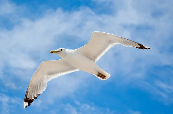 Белая Чайка Летит Против Голубого Неба — стоковое фото