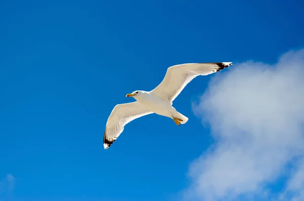 Weiße Möwe Fliegt Gegen Den Blauen Himmel — Stockfoto