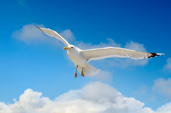 Weiße Möwe Fliegt Gegen Den Blauen Himmel — Stockfoto