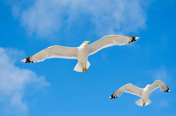 Vit Måsen Flyger Mot Den Blå Himlen — Stockfoto