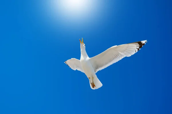 Weiße Möwe Fliegt Gegen Den Blauen Himmel — Stockfoto