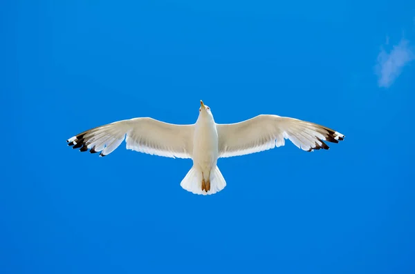 Beyaz Martı Karşı Mavi Gökyüzü Uçan — Stok fotoğraf