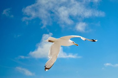 Bir martı mavi gökyüzünde uçuyor. Deniz kuşları.