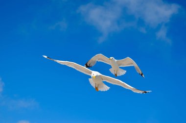 Bir martı mavi gökyüzünde uçuyor. Deniz kuşları.