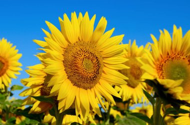 Sarı ayçiçekleri tarlada yetişir. Tarım ürünleri.