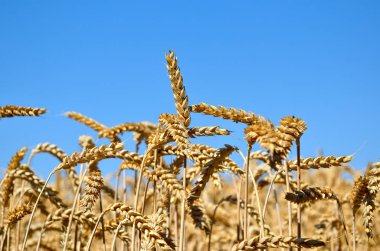 Buğday kulaklar alanında büyümek. Tahıl hasat.