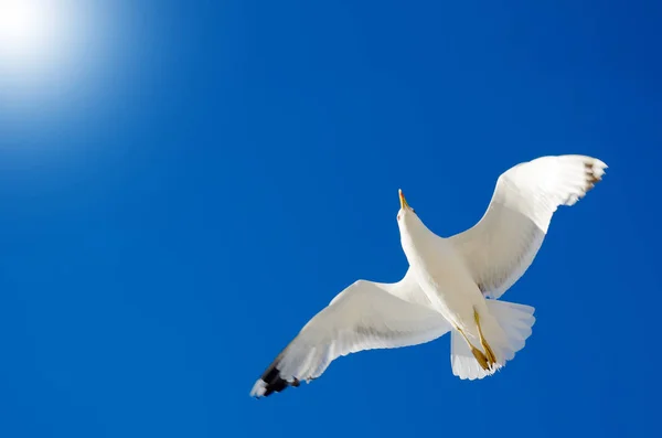 Bir Martı Mavi Gökyüzünde Uçuyor Deniz Kuşları — Stok fotoğraf