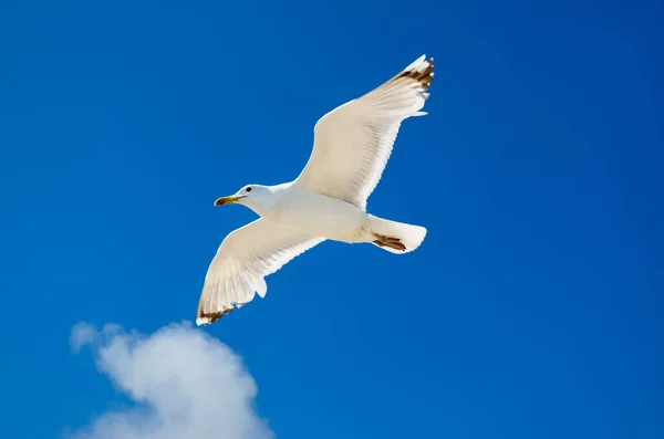 Måke Flyr Den Blå Himmelen Sjøfugl – stockfoto