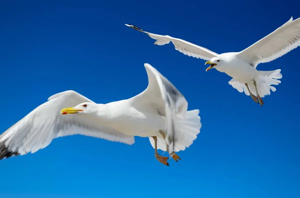 Eine Möwe Fliegt Den Blauen Himmel Seevögel — Stockfoto