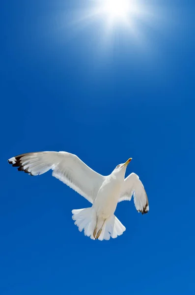 Eine Möwe Fliegt Den Blauen Himmel Seevögel — Stockfoto