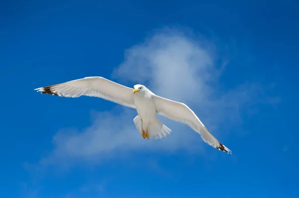 Eine Möwe Fliegt Den Blauen Himmel Seevögel — Stockfoto