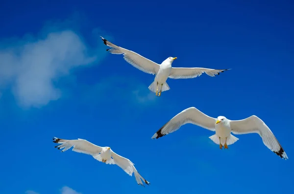 Eine Möwe Fliegt Den Blauen Himmel Seevögel — Stockfoto