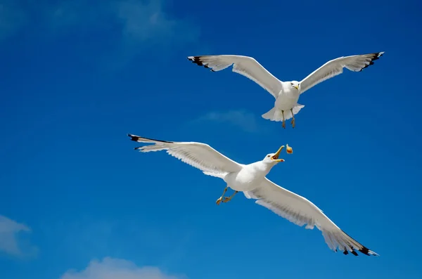 Eine Möwe Fliegt Den Blauen Himmel Seevögel — Stockfoto