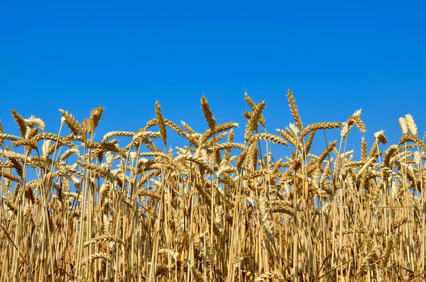 Buğday Kulaklar Alanında Büyümek Tahıl Hasat — Stok fotoğraf