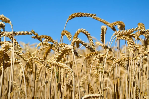 小麦耳朵生长在田间 谷物收获 — 图库照片