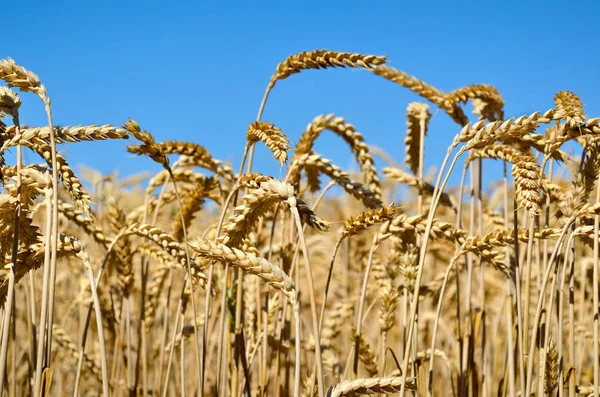 Orelhas Trigo Crescem Campo Colheita Cereais — Fotografia de Stock