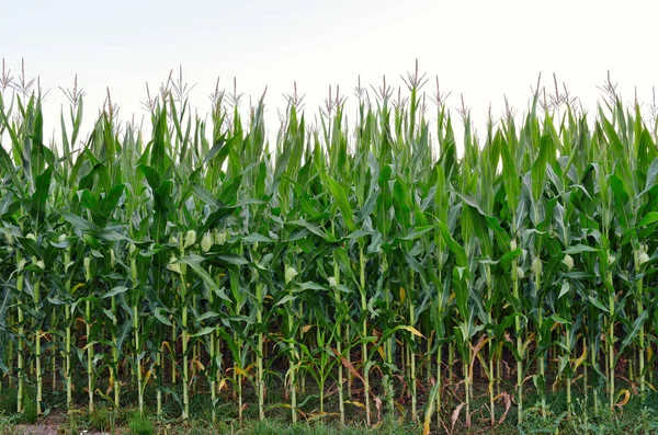 Tallos Altos Maíz Verde Campo —  Fotos de Stock