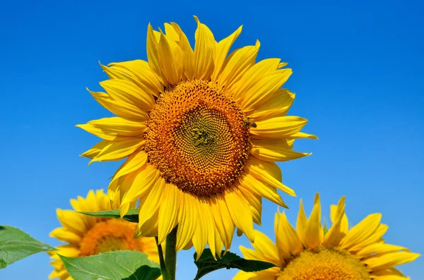 Żółte Słoneczniki Rosną Polu Uprawy Rolne — Zdjęcie stockowe