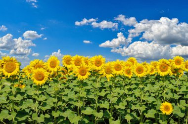 Sarı ayçiçekleri tarlada yetişir. Tarım ürünleri.