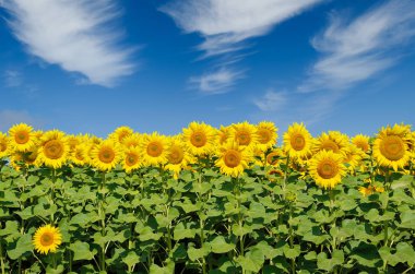 Sarı ayçiçekleri tarlada yetişir. Tarım ürünleri.