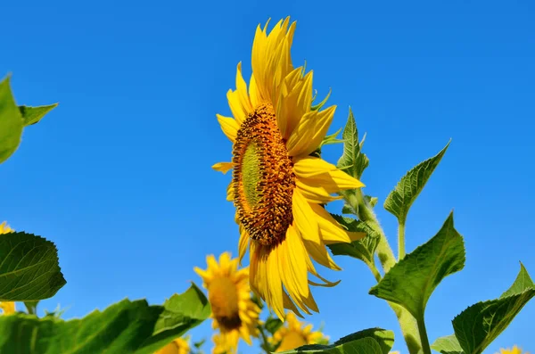 Sarı ayçiçekleri tarlada yetişir. Tarım ürünleri.