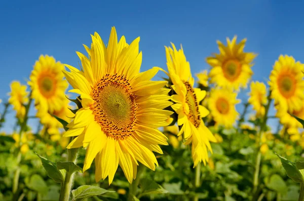 Gele Zonnebloemen Groeien Het Veld Landbouwgewassen — Stockfoto