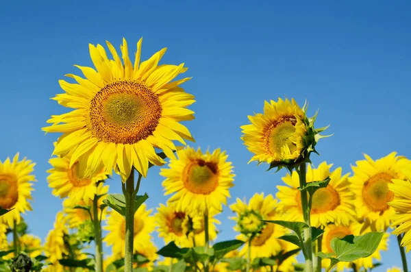 Yellow Sunflowers Grow Field Agricultural Crops — Stock Photo, Image