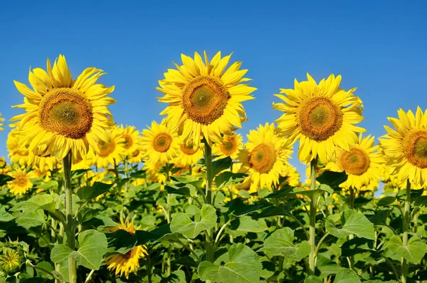 Sarı ayçiçekleri tarlada yetişir. Tarım ürünleri.