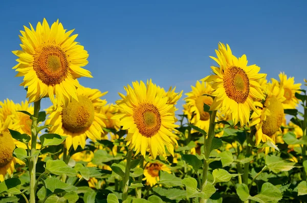 Sarı ayçiçekleri tarlada yetişir. Tarım ürünleri.