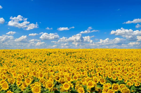 Sarı Ayçiçekleri Tarlada Yetişir Tarım Ürünleri — Stok fotoğraf