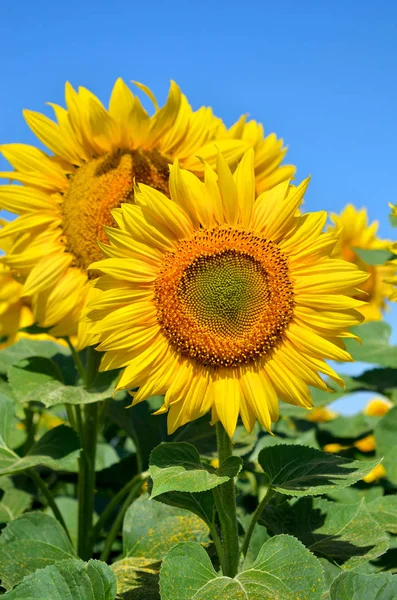 Los Girasoles Amarillos Crecen Campo Cultivos Agrícolas — Foto de Stock