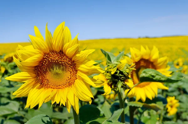 Les Tournesols Jaunes Poussent Dans Les Champs Culture Agricole — Photo