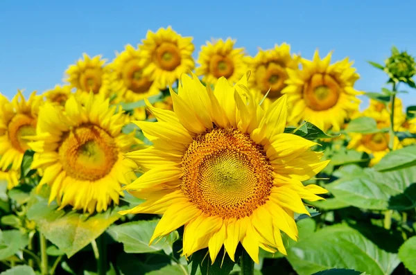 Yellow Sunflowers Grow Field Agricultural Crops — Stock Photo, Image