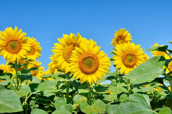 Gelbe Sonnenblumen Wachsen Auf Dem Feld Landwirtschaftliche Pflanzen — Stockfoto
