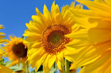 Sarı ayçiçekleri tarlada yetişir. Tarım ürünleri.