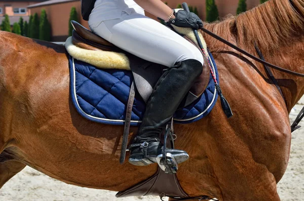 Jonge Atletische Volbloed Paard Dressuur Close — Stockfoto