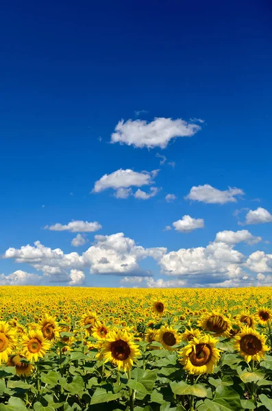 Fältet Gula Solrosor Mot Den Blå Himlen — Stockfoto