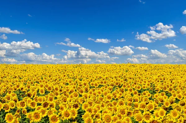 Fältet Gula Solrosor Mot Den Blå Himlen — Stockfoto